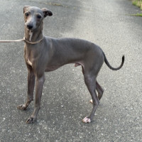 イタグレ - イタリアン・グレーハウンドの里親募集